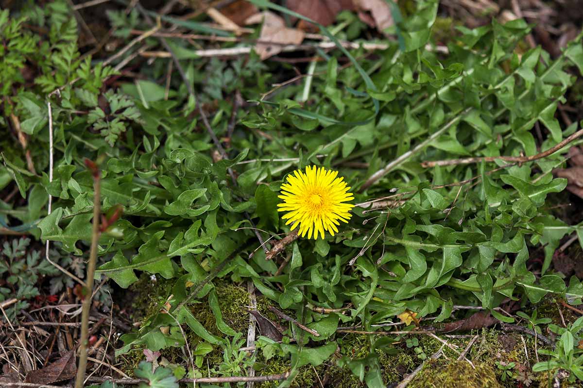 A close up horizontal image of a yellow dandelion flower growing in the garden.