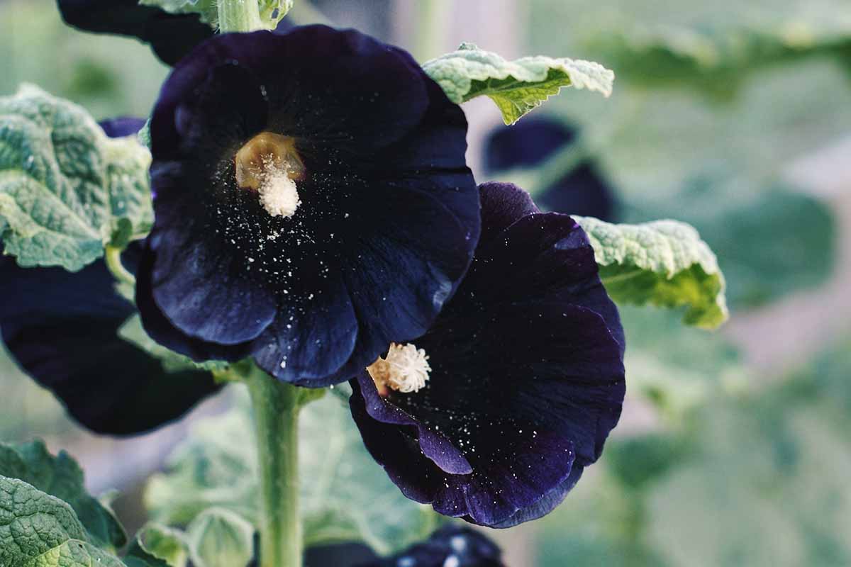 A close up horizontal image of dark, almost black Alcea rosea flowers pictured on a soft focus background.
