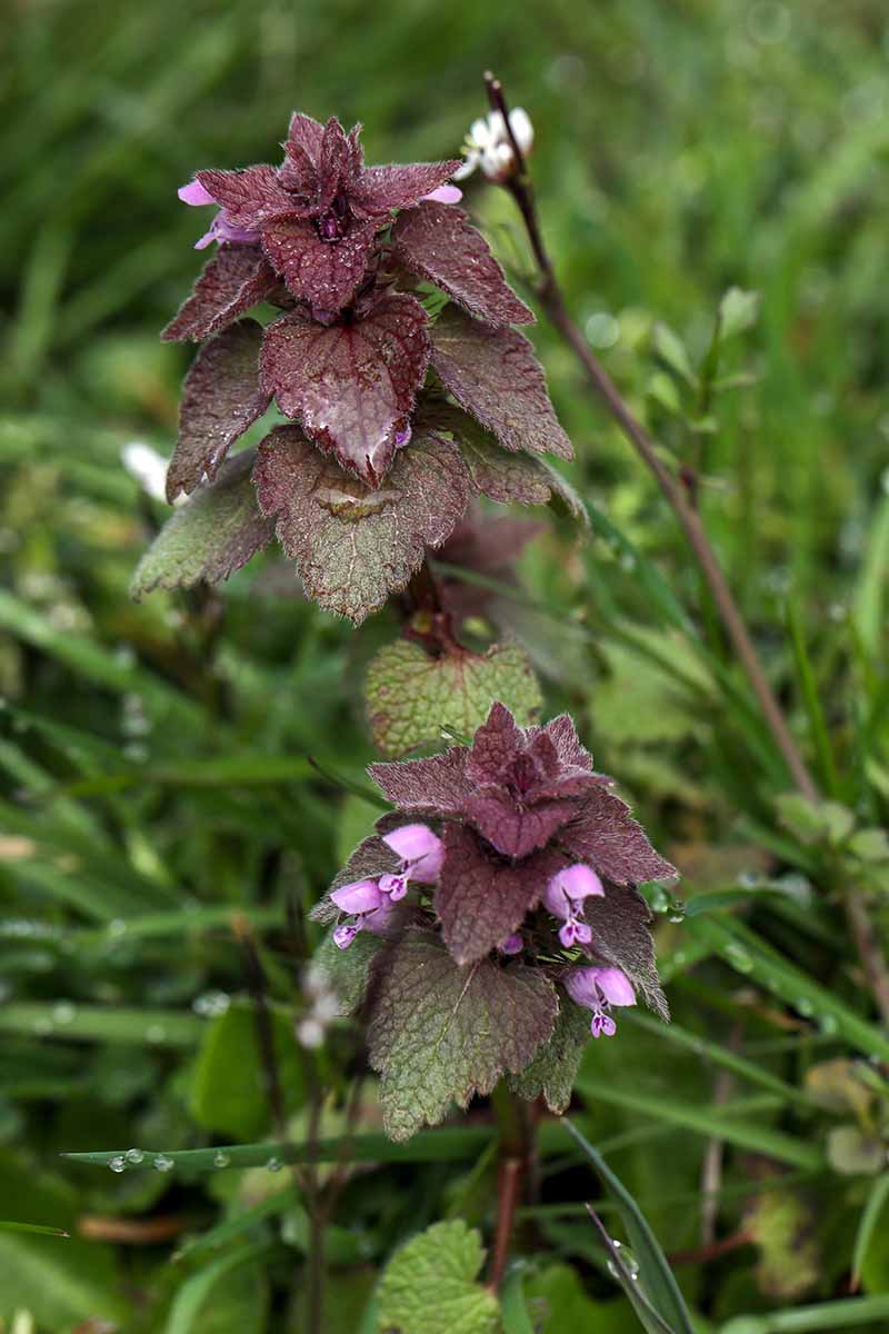A close up vertical image of dead nettle growing in the garden pictured on a soft focus background.