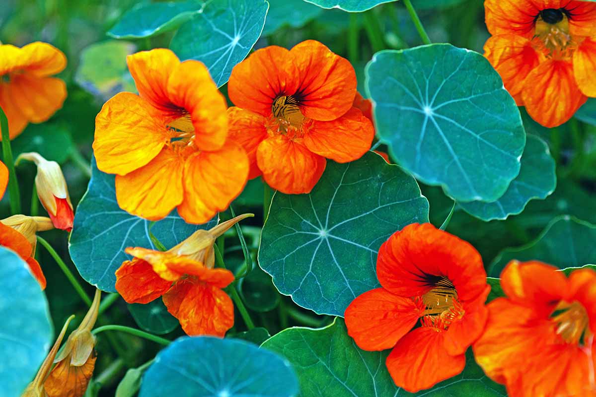 A close up horizontal image of red nasturtium flowers growing in the garden surrounded by dark green foliage.