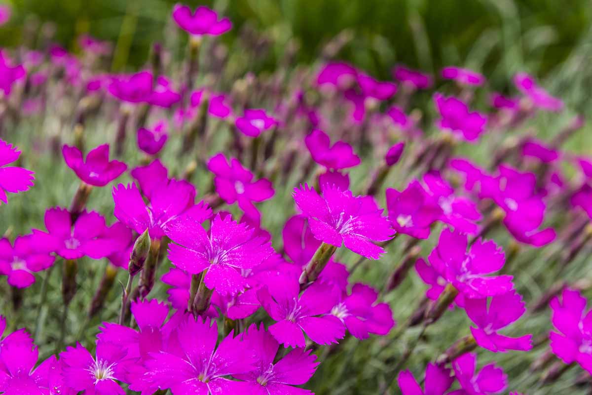 A close up horizontal image of deep purple Cheddar pinks (Dianthus gratianopolitanus) growing in the spring garden pictured on a soft focus background.