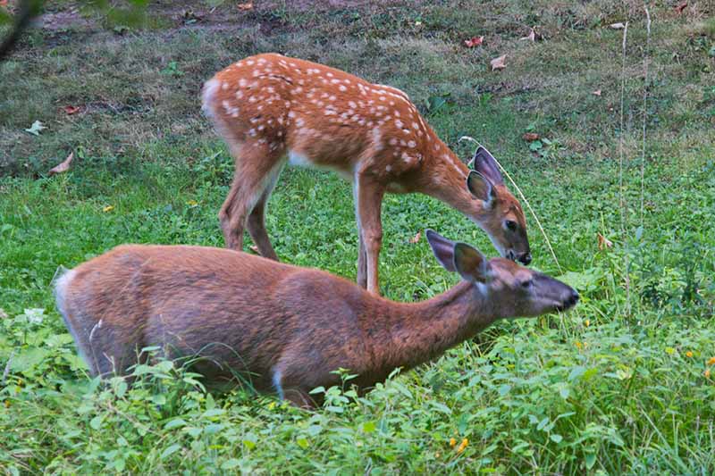 A horizontal image of deer munching on jewelweed at the edge of a field.