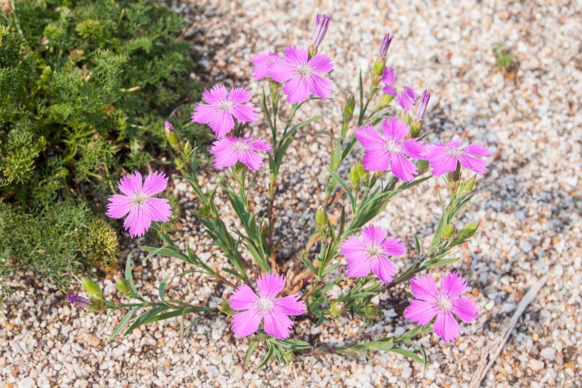 A close up horizontal image of Dianthus alpinus flowers growing in the landscape.