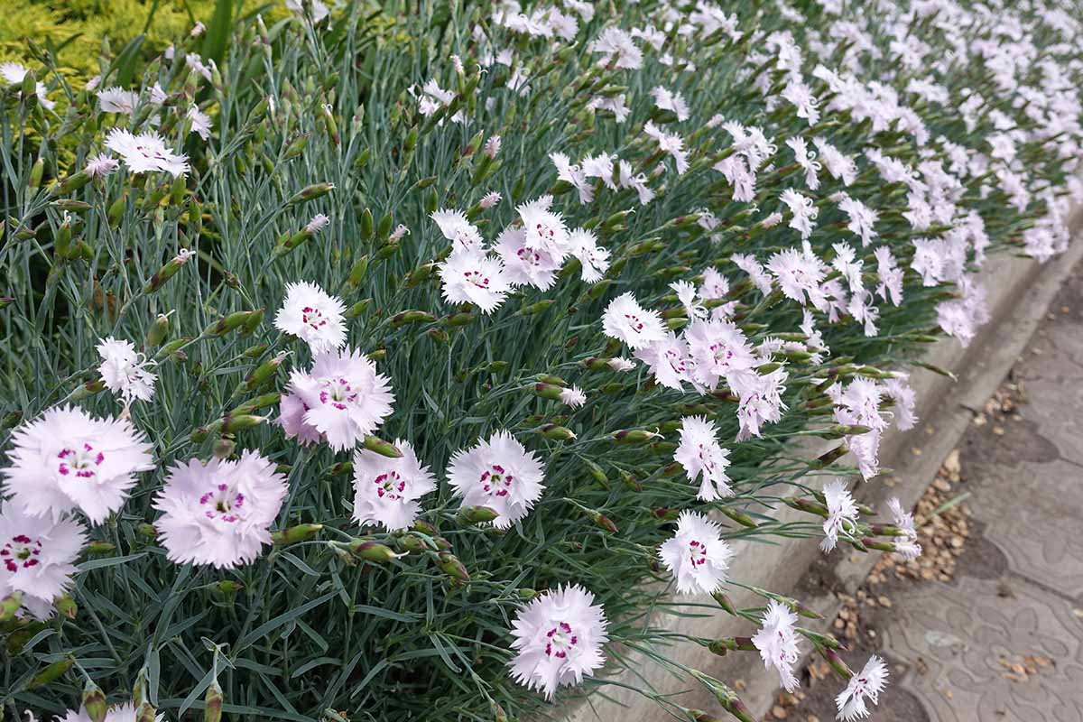 A close up horizontal image of a garden border filled with light pink dianthus flowers next to a pathway.