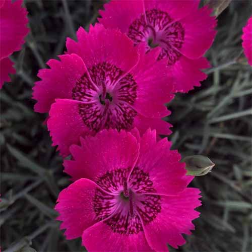 A close up square image of bright pink Dianthus alpinus 'Neon Star' growing in the garden.