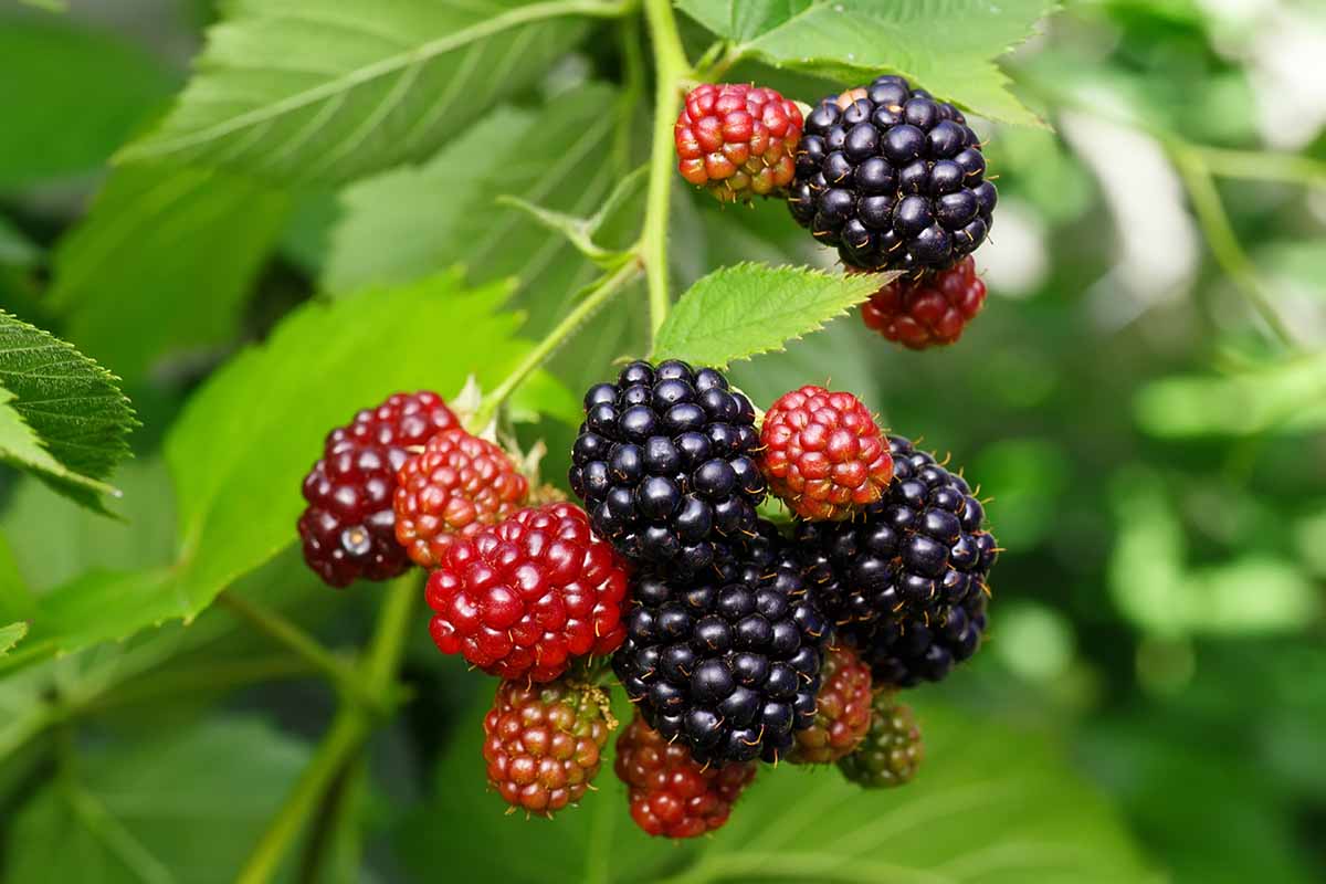 A close up horizontal image of ripe and unripe blackberries growing in the garden pictured on a soft focus background.