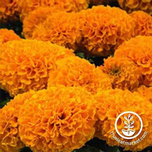 A close up square image of orange African marigolds from the Discovery series. To the bottom right of the frame is a white circular logo with text.