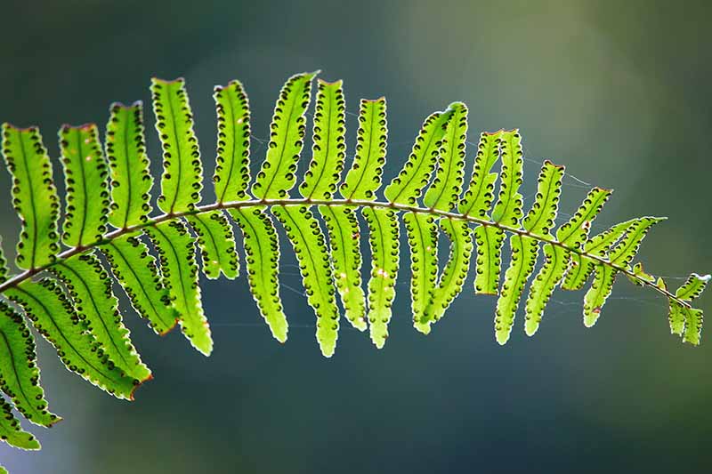A close up horizontal image of the underside of a Boston fern frond showing signs of pest infestation and disease pictured on a soft focus background.