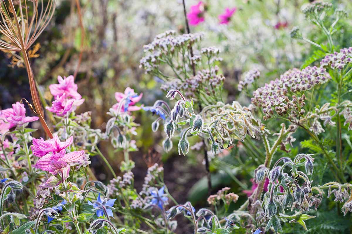 A horizontal image of borage and a variety of other perennials growing as companions.