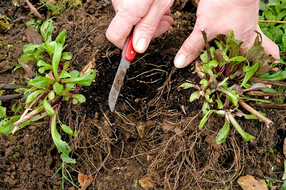 A close up horizontal image of two hands from the top of the frame using a knife to divide an aster plant.