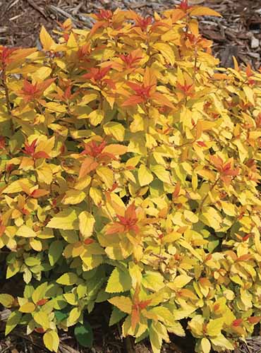 A vertical image of the fall foliage of Double Play 'Candy Corn' spirea pictured in bright sunshine.