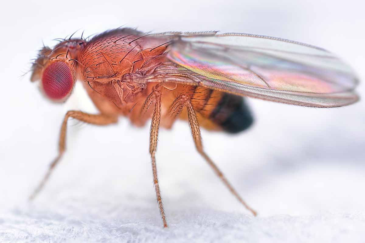 A close up horizontal image of a highly magnified Drosophila melanogaster fruit fly on a white surface.