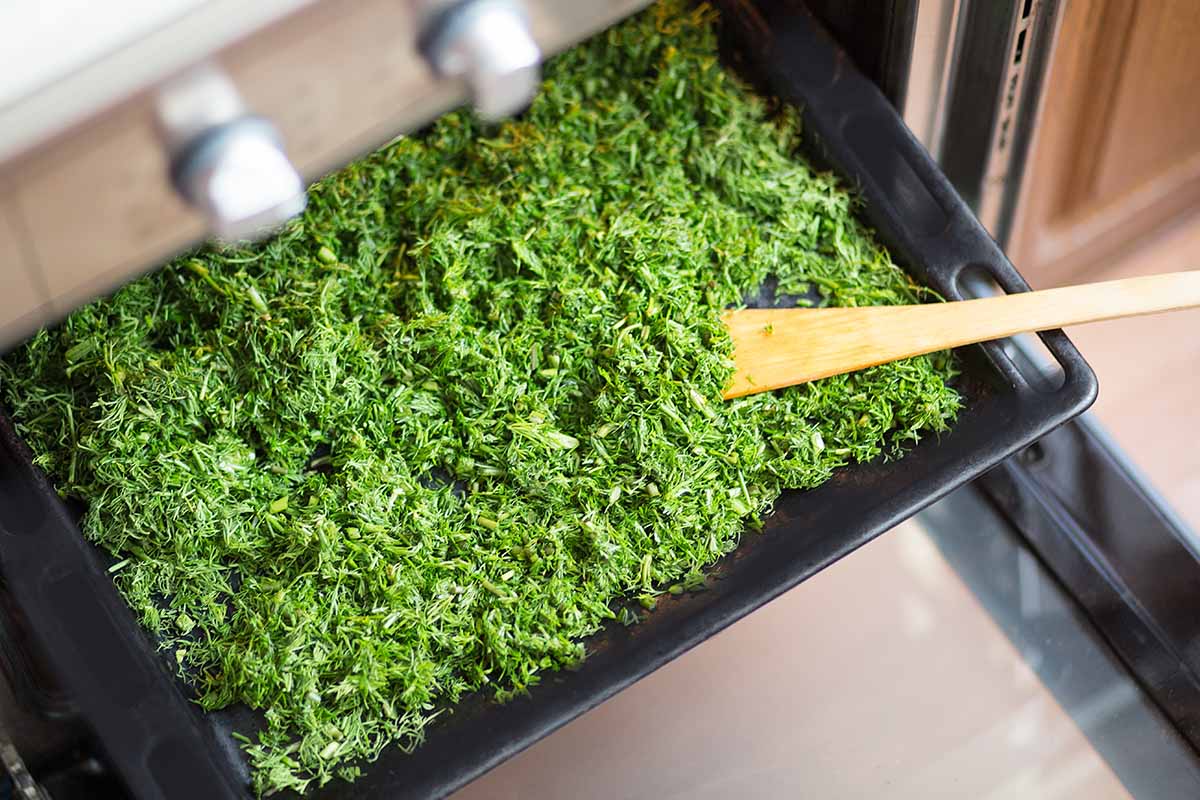 A close up horizontal image of a black oven tray filled with dried herbs being placed in the oven.