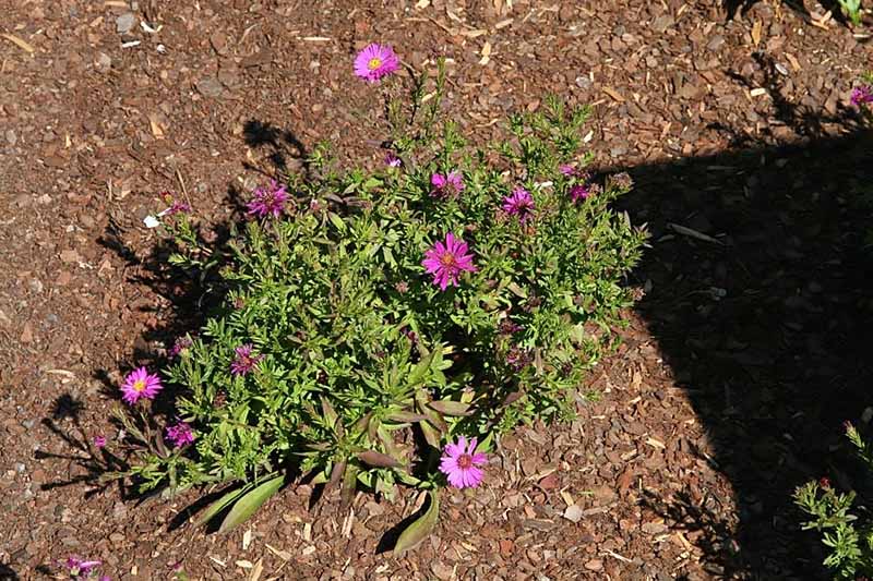 A horizontal image of a small dwarf New York aster plant with bright pink flowers, surrounded by mulch.