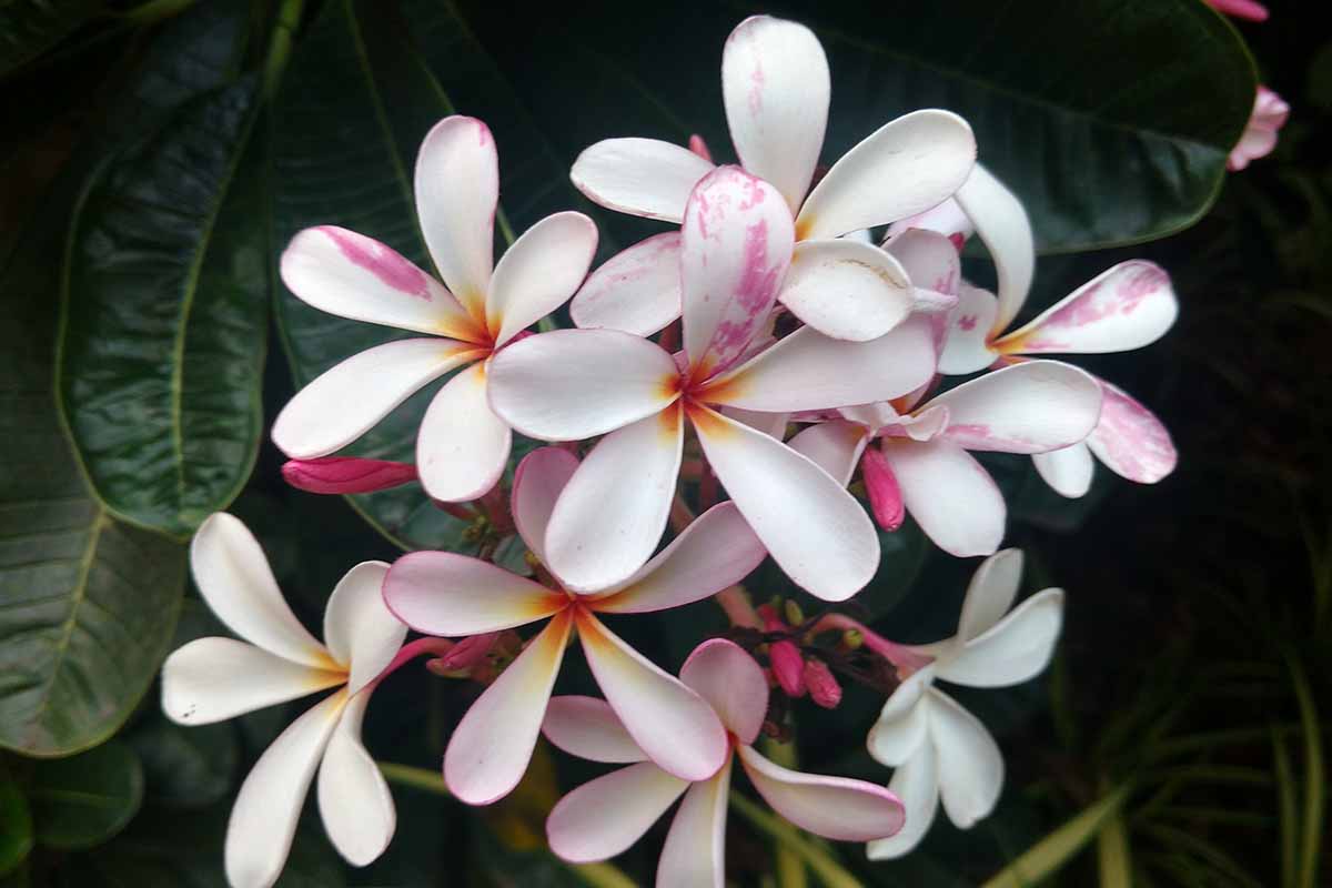 A close up horizontal image of the light pink and white flowers of Plumeria 'Dwarf Singapore Pink' pictured on a dark background.