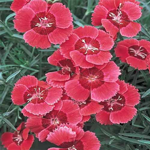 A close up square image of red 'Eastern Star' dianthus growing in the garden.