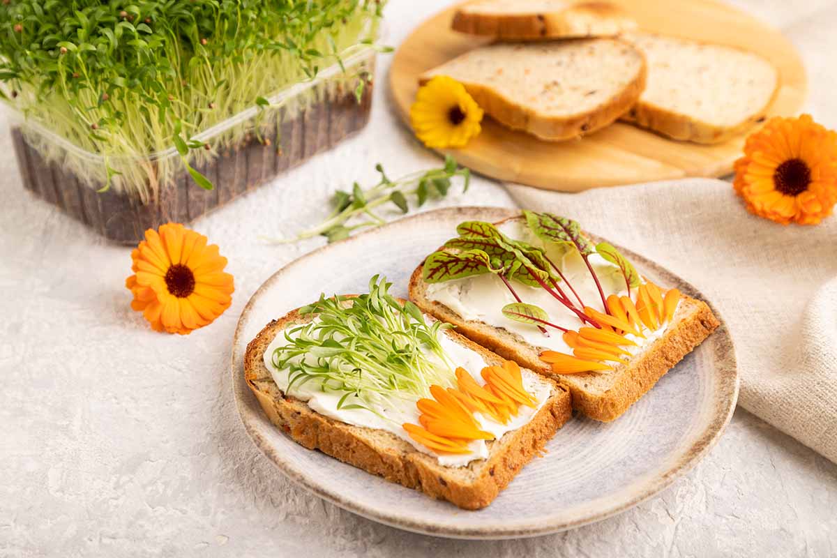 A close up horizontal image of an open sandwich on a plate with pot marigold flowers and microgreens.