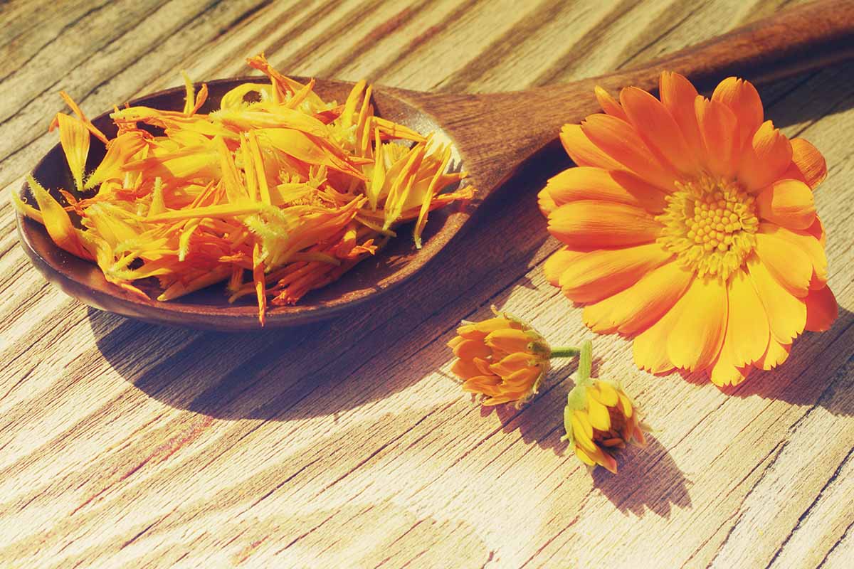 A close up horizontal image of pot marigold petals in a wooden spoon with a flower to the right of the frame.
