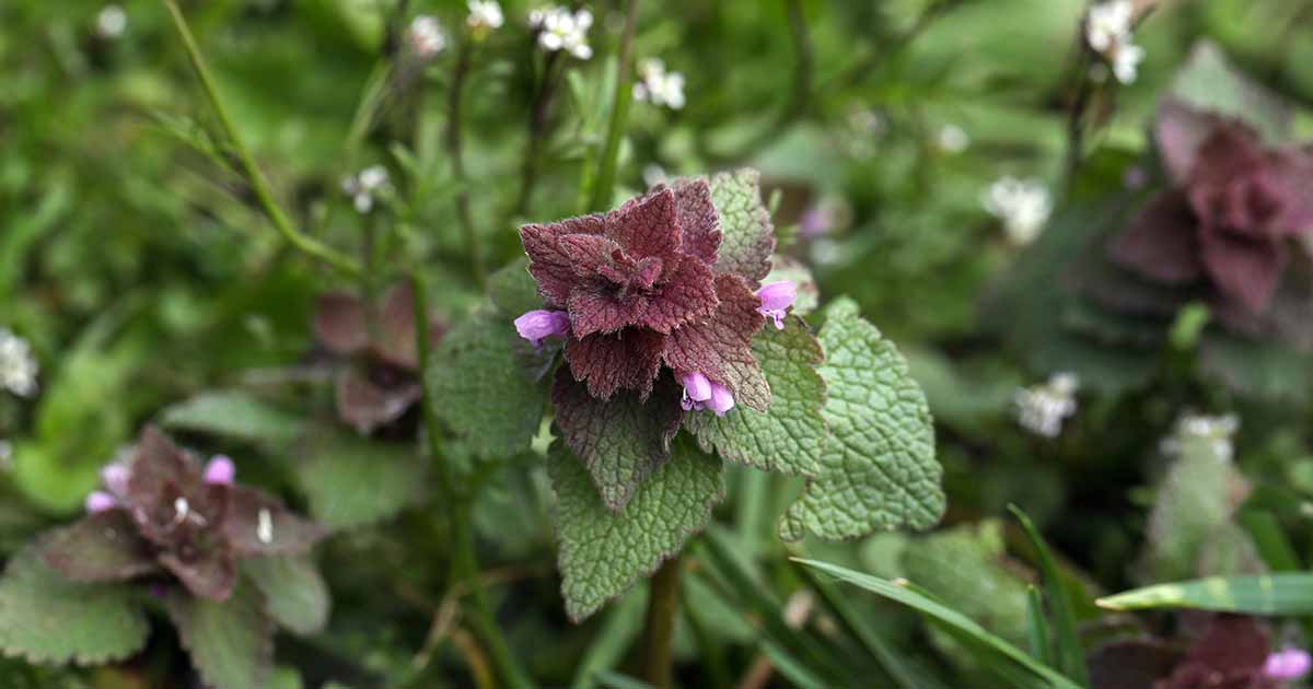 39 Common Weeds That You Can Eat Or Use
