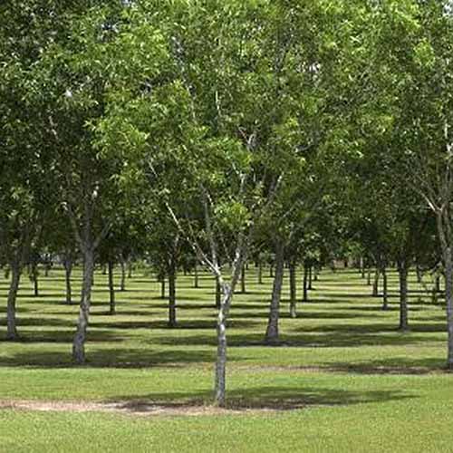 A square image of 'Elliot' pecan trees growing in rows in a sunny orchard.
