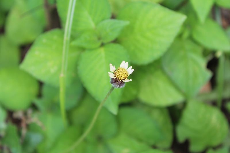 A close up horizontal image of a fading Bidens flower with foliage in soft focus in the background.