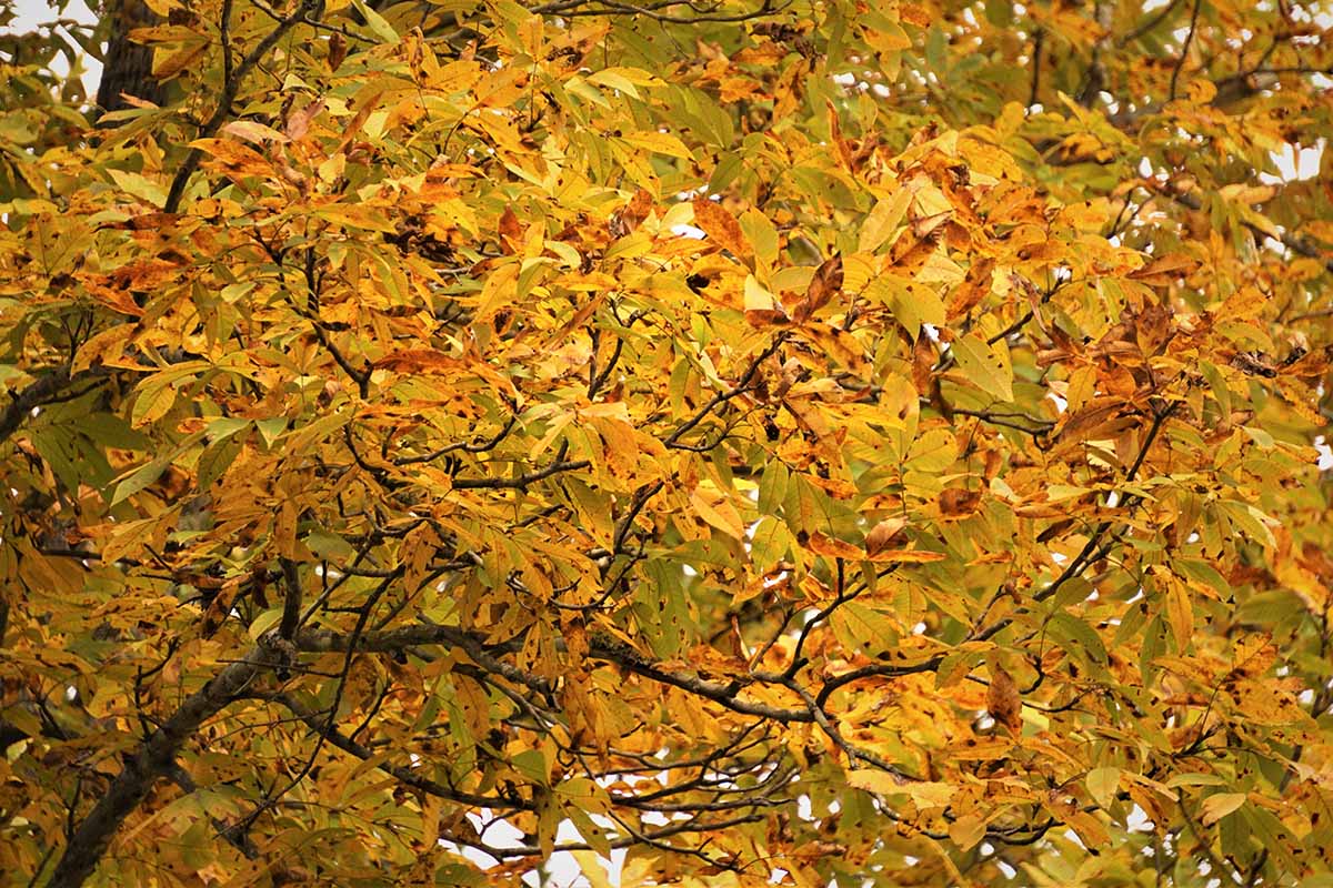 A close up horizontal image of the fall foliage of a hickory tree.