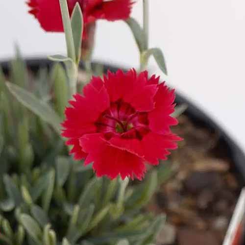 A close up square image of a small red Dianthus alpinus 'Fire Star' flower growing in a pot.
