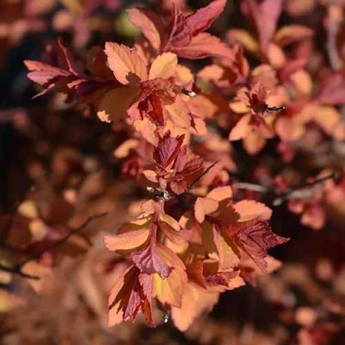 A close up square image of the foliage of 'Firelight' spirea pictured on a soft focus background.