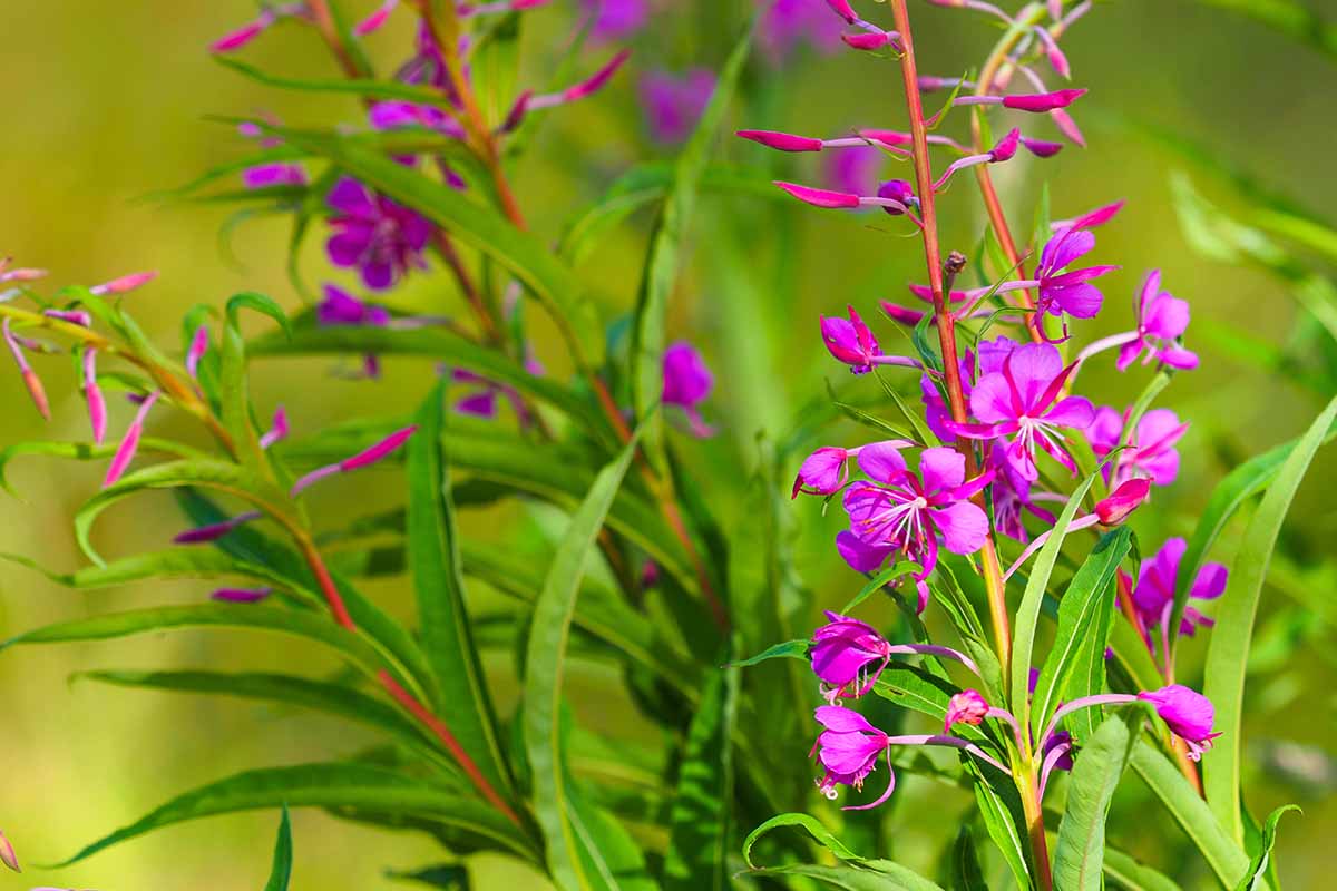 A close up horizontal image of the bright pink flowers of fireweed pictured on a soft focus background.