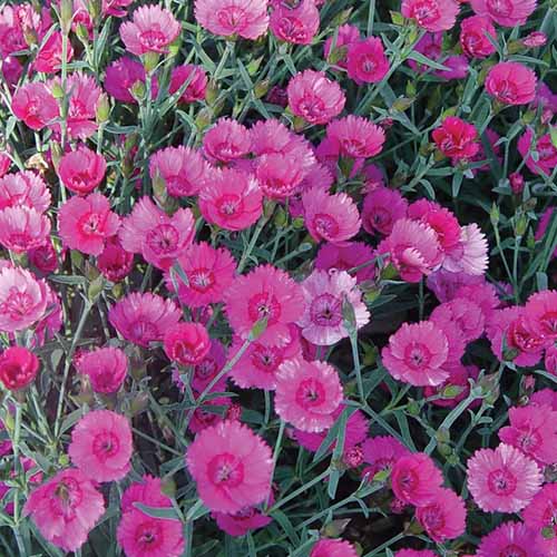 A close up square image of deep pink Dianthus gratianopolitanus 'Firewitch' flowers growing en masse in the garden.