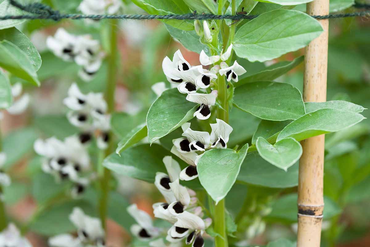 A close up of the flowers of a fava bean plant growing in the garden pictured on a soft focus background.