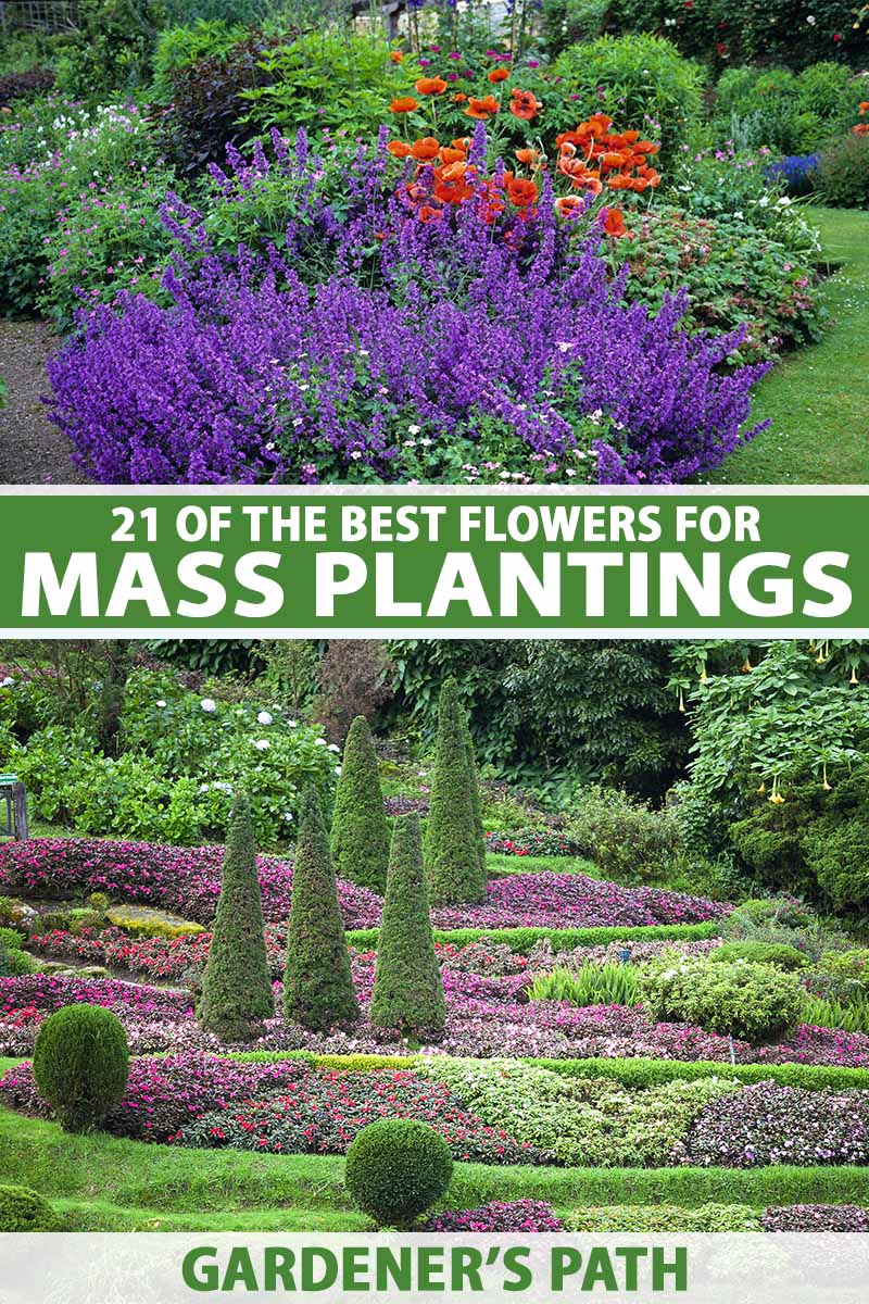 A vertical image of a collage of two pictures depicting flowers in mass plantings in formal gardens. To the center and bottom of the frame is green and white printed text.
