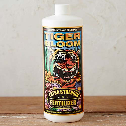 A close up square image of a bottle of Foxfarm Organic Tiger Bloom set on a wooden surface with a cream colored wall in the background.