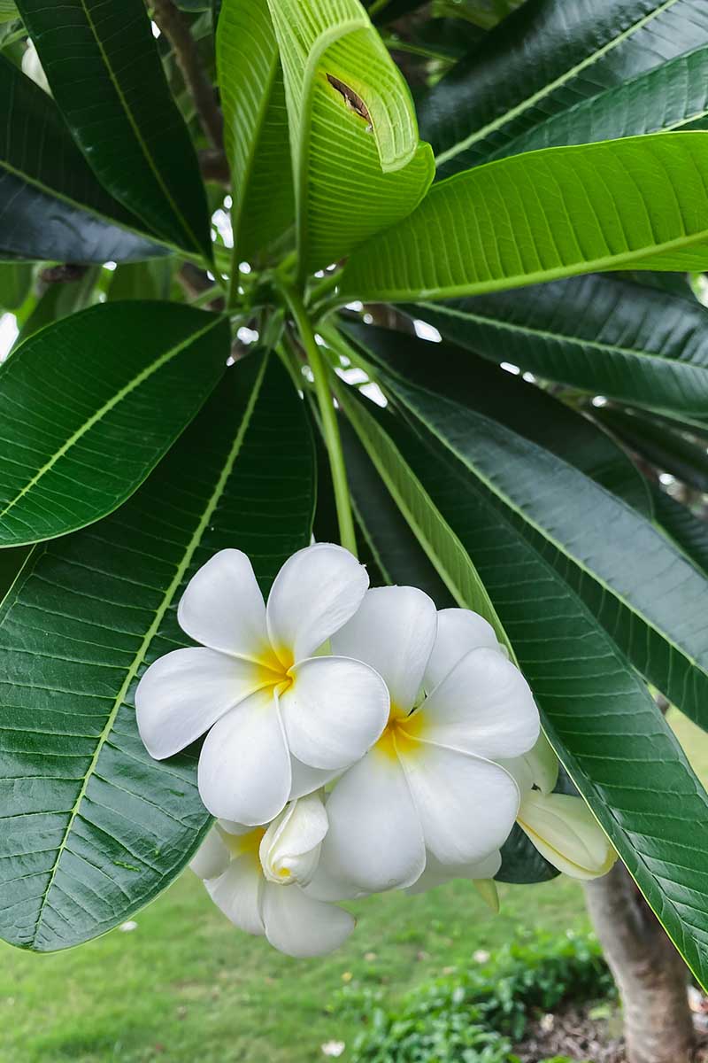 A close up vertical image of frangipani flowers growing in the garden with dark green foliage in the background.