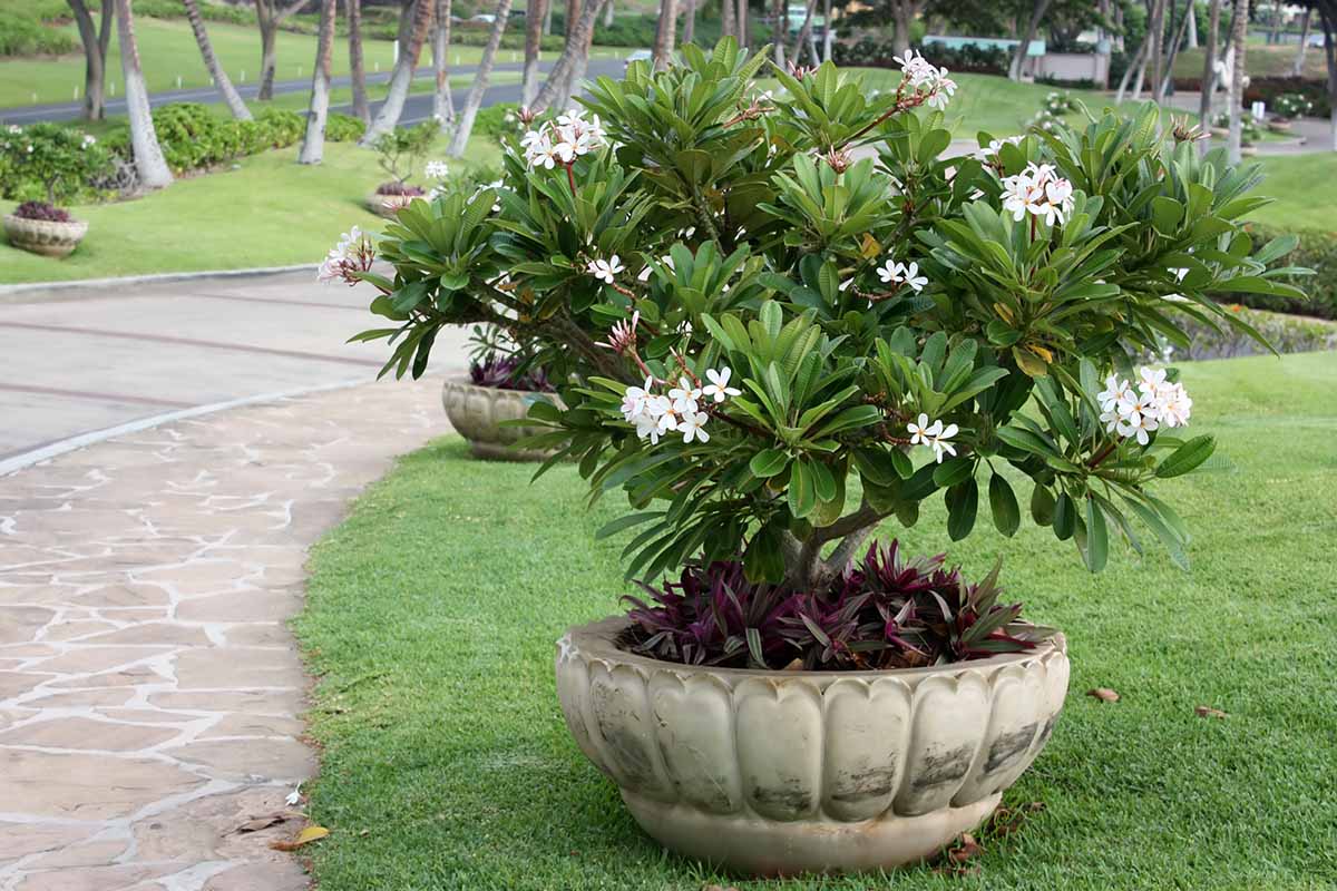 A horizontal image of a frangipani tree growing in a large planter by the side of a driveway.
