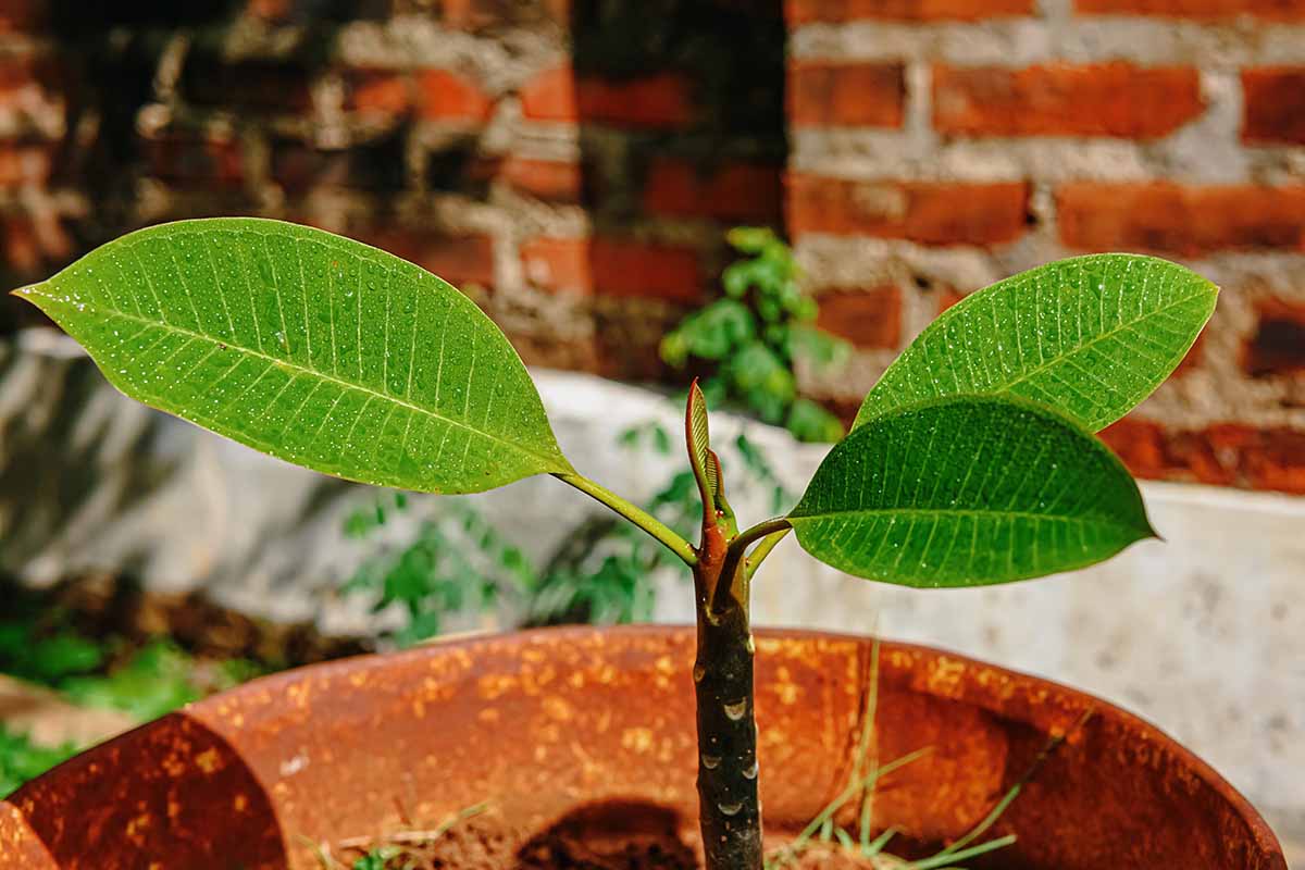 A close up of a frangipani (Plumeria) seedling growing in a pot pictured in bright sunshine with a brick wall in the background.