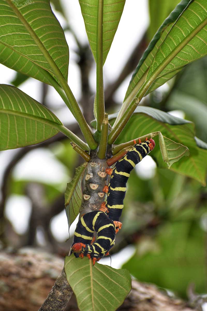 A close up vertical image of a frangipani sphinx moth caterpillar infesting a Plumeria plant.