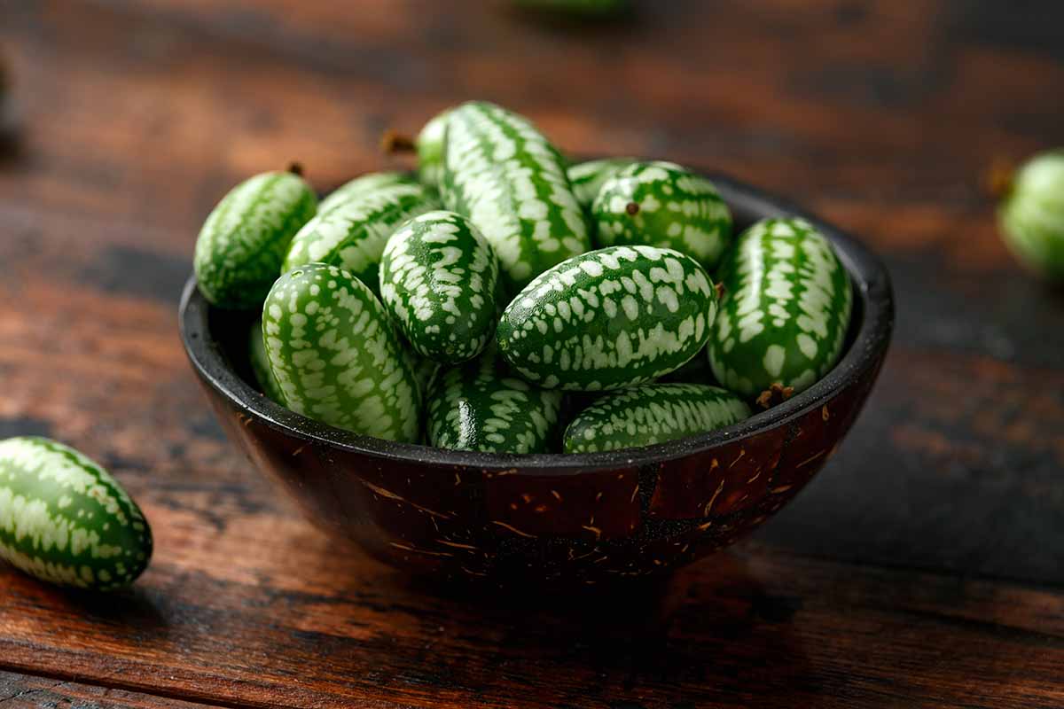 A close up horizontal image of ripe cucamelons in a wooden bowl set on a wooden surface.