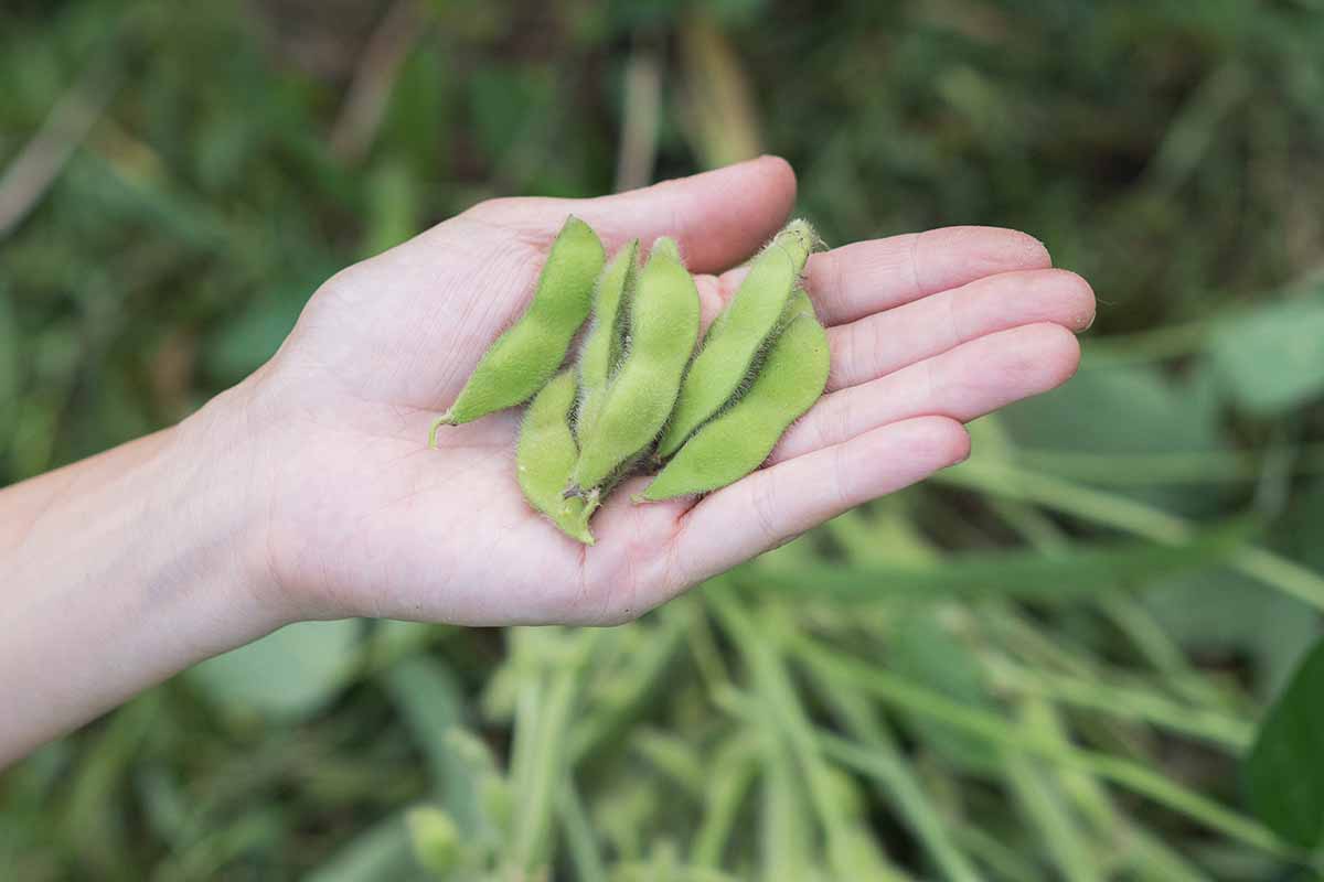 A close up horizontal image of a hand from the left of the frame with freshly harvested edamame pods.