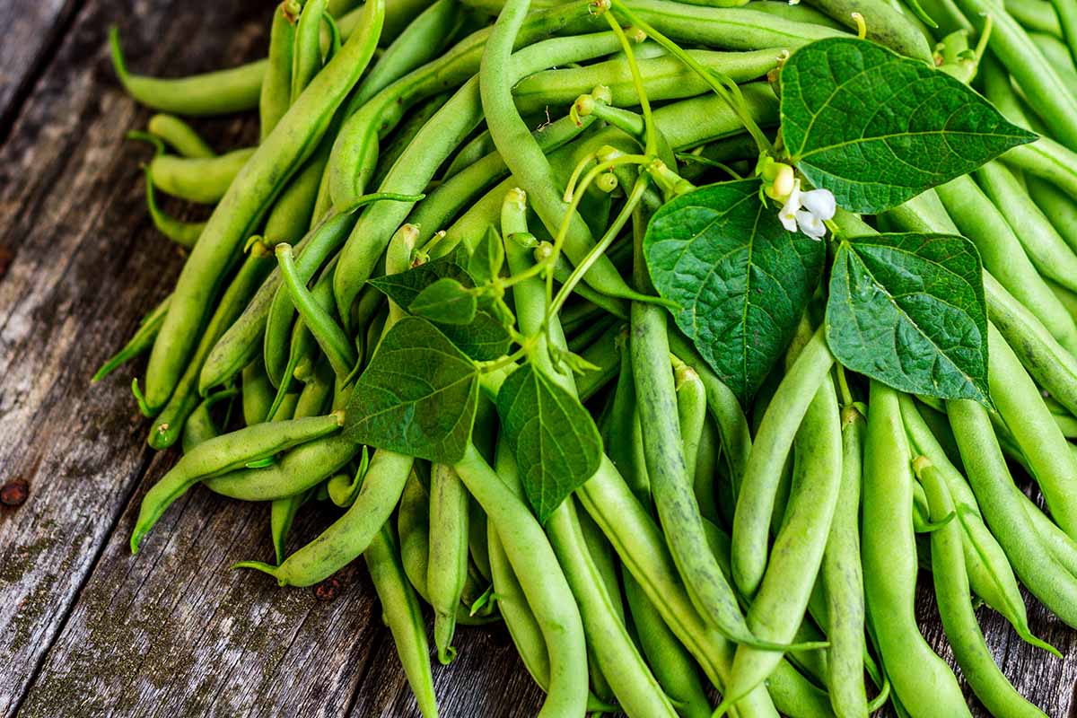 A close up horizontal image of a pile of freshly harvested green beans set on a wooden surface with foliage.
