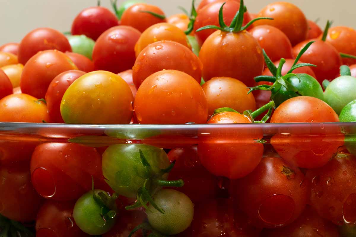 A close up horizontal image of a glass bowl filled with a pile of freshly harvested 'Supersweet 100' tomatoes immersed in water.
