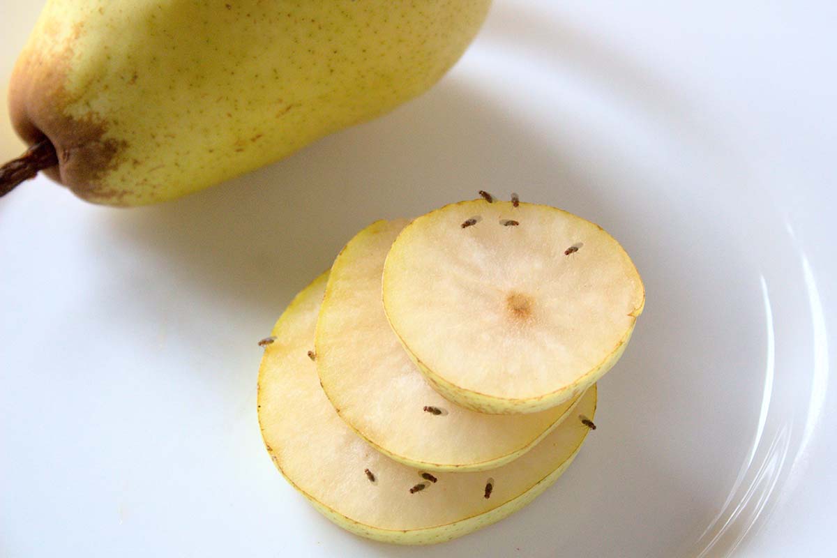 A close up horizontal image of a pear, whole and sliced set on a white plate. The sliced portions are infested with Drosophila fruit flies.