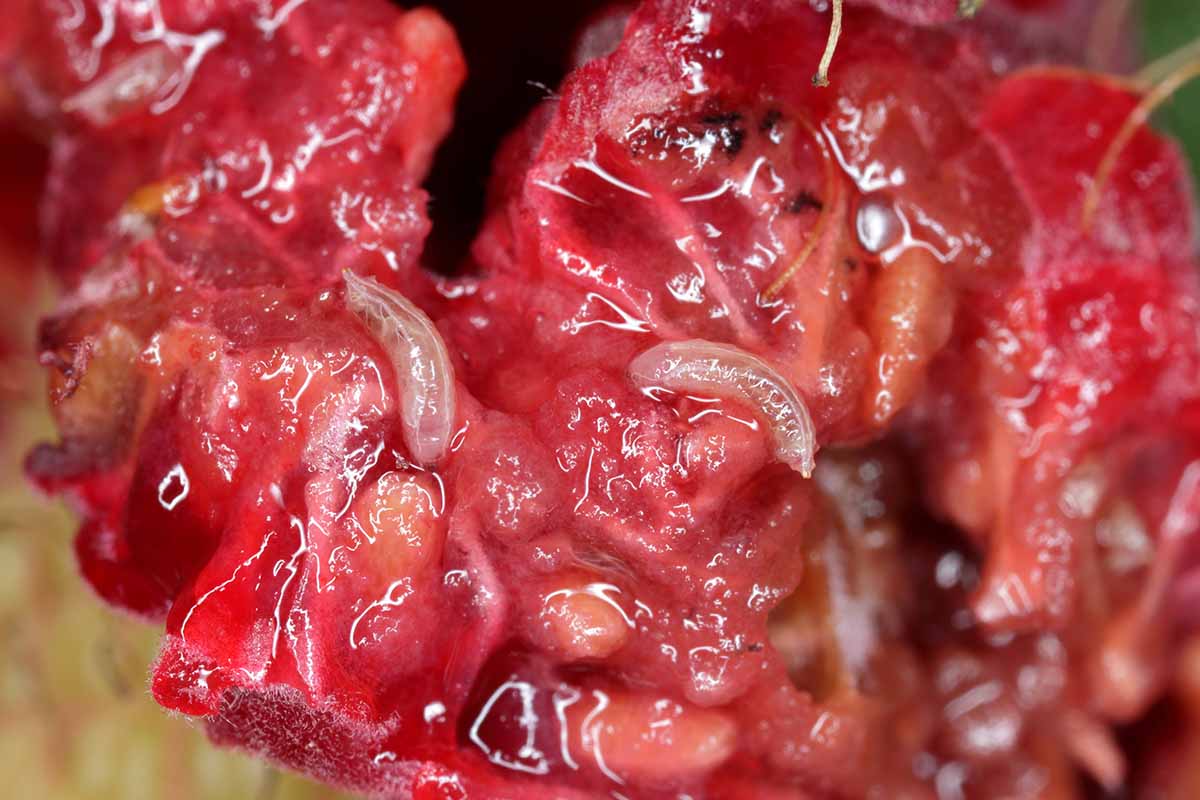 A close up horizontal image of a raspberry cut open to reveal the larvae of Drosophila fruit flies.