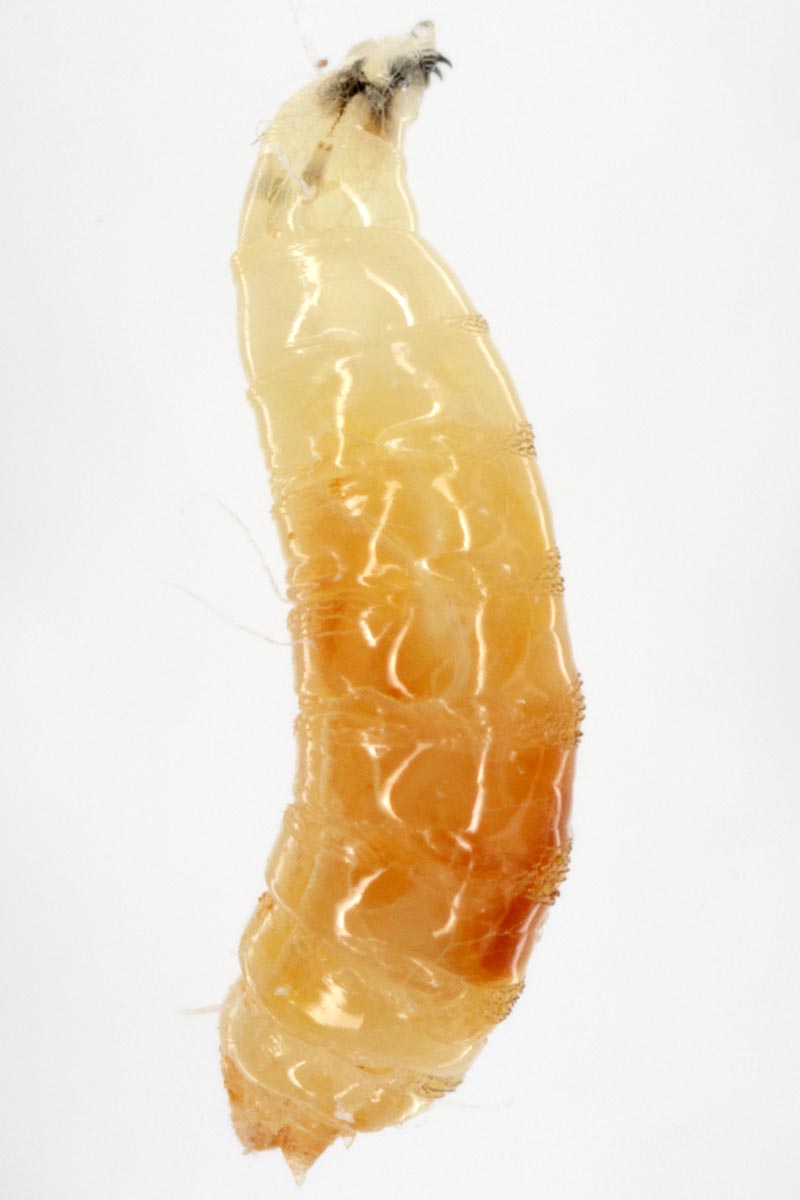 A vertical image of the larvae of Drosophila suzuki isolated on a white background.