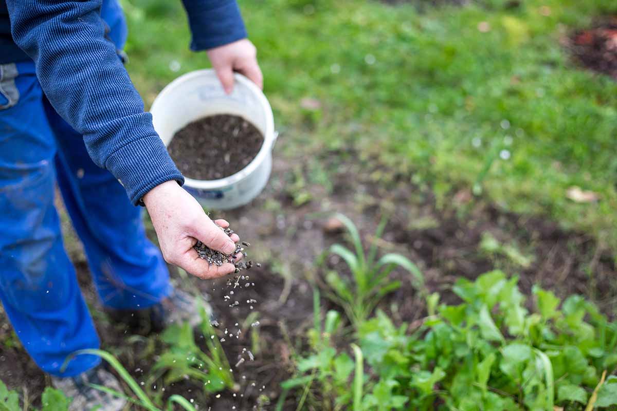 A horizontal image of a gardener applying fertilizer to the vegetable garden.