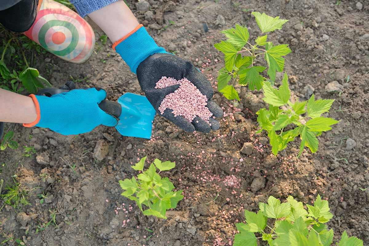 A close up horizontal image of a gardener applying granular plant food around young blackberries.
