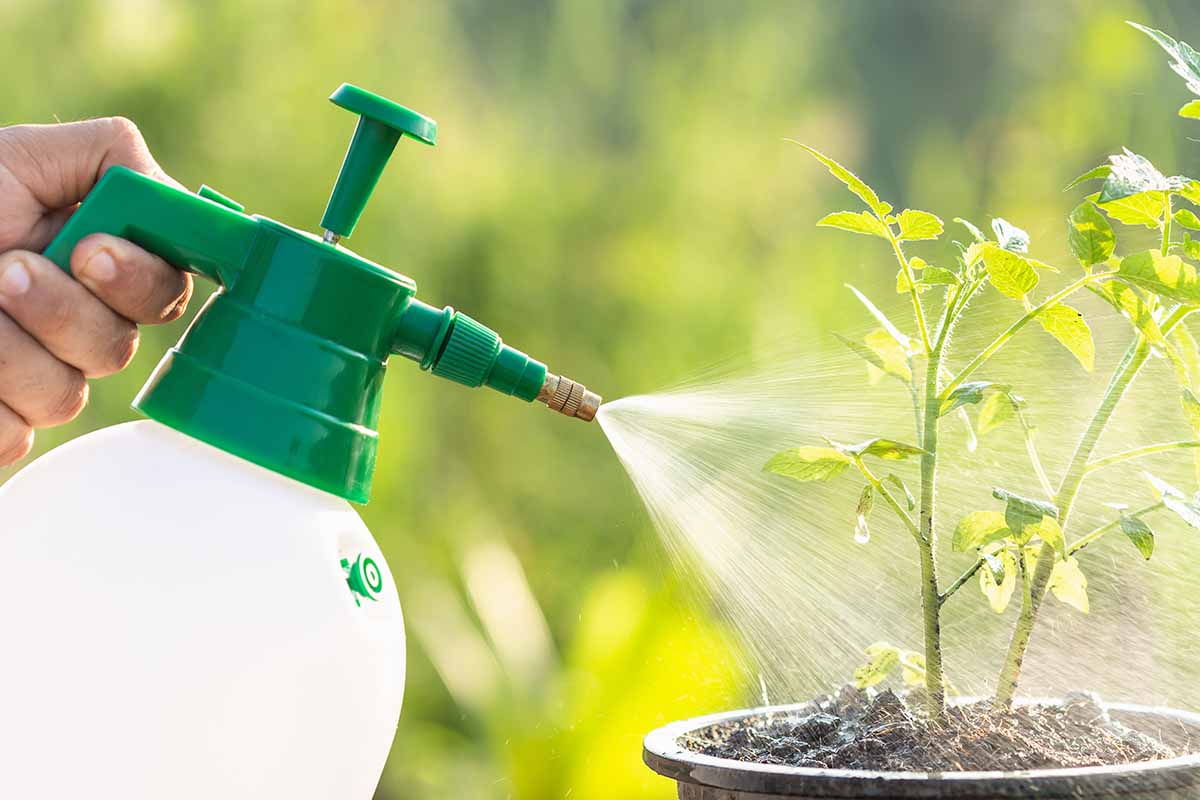 A close up horizontal image of a hand from the left of the frame using a spray bottle to mist a seedling, pictured on a soft focus background.