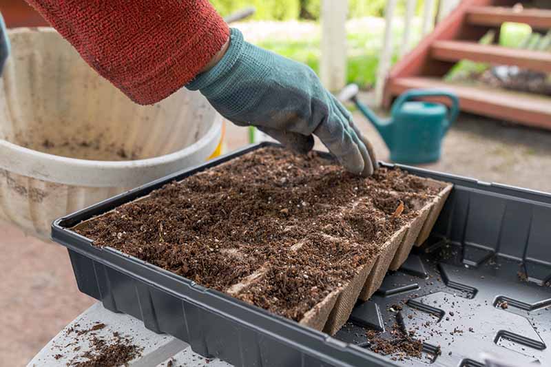 A close up horizontal image of a gardener filling biodegradable pots with soil for seed planting.