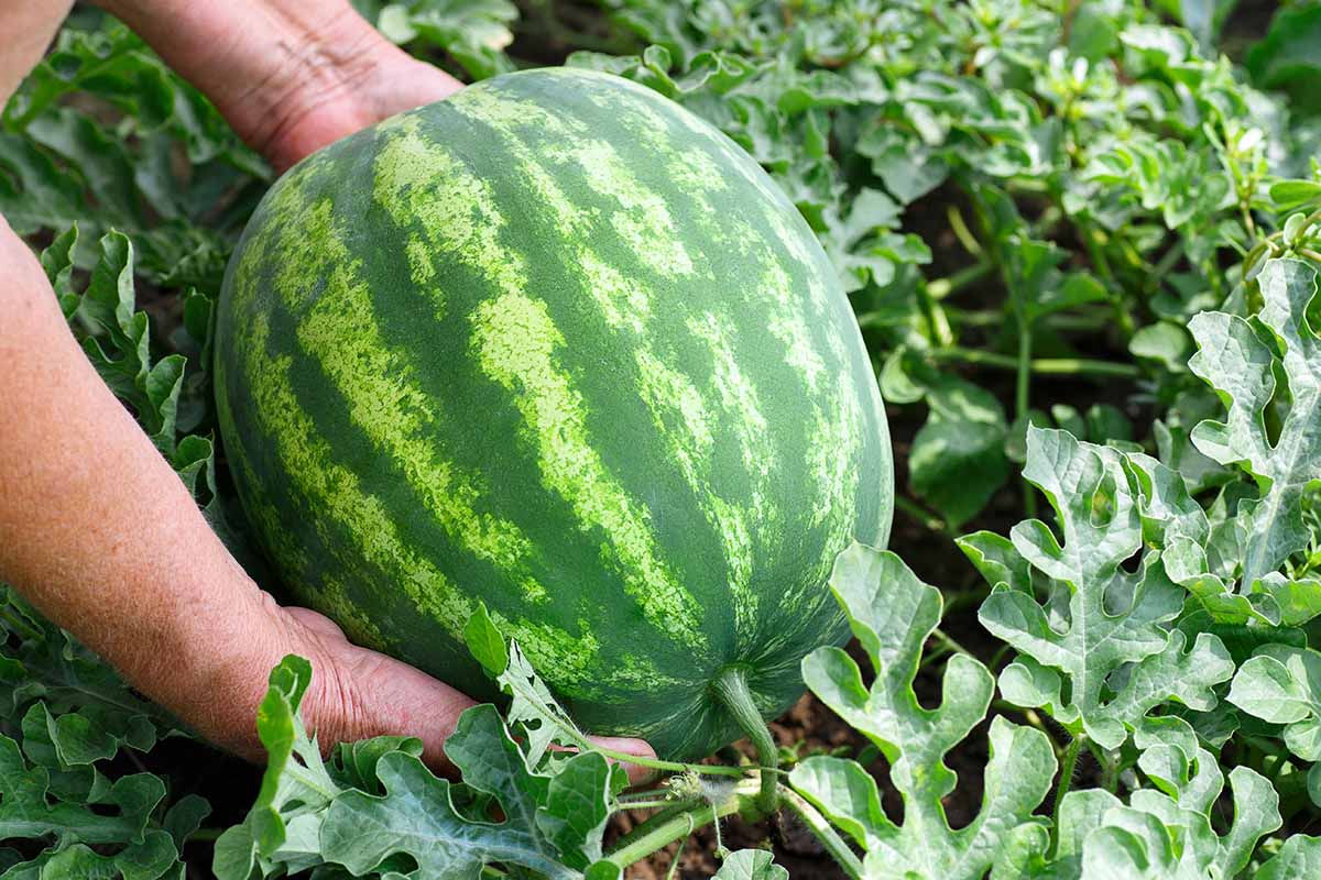 A close up horizontal image of a gardener checking a watermelon for whether it is ready to harvest.