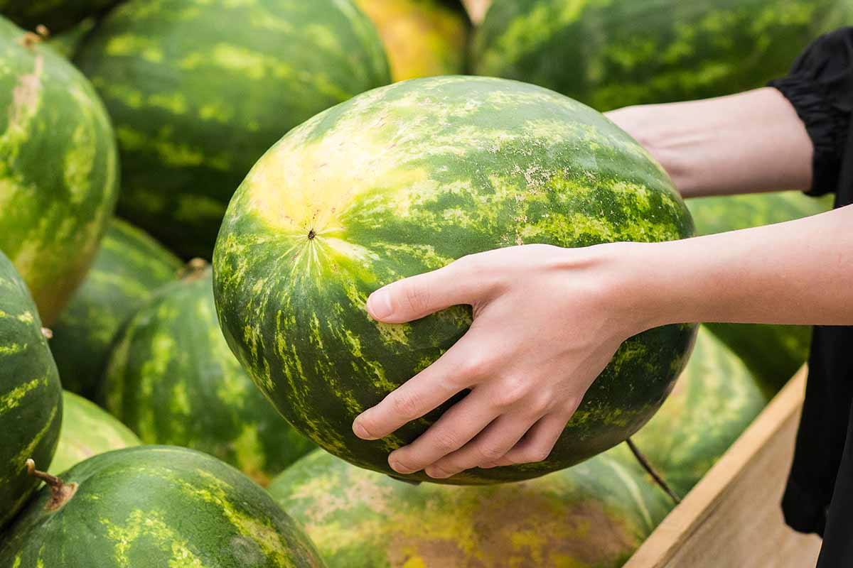 A close up horizontal image of a person holding a ripe watermelon.